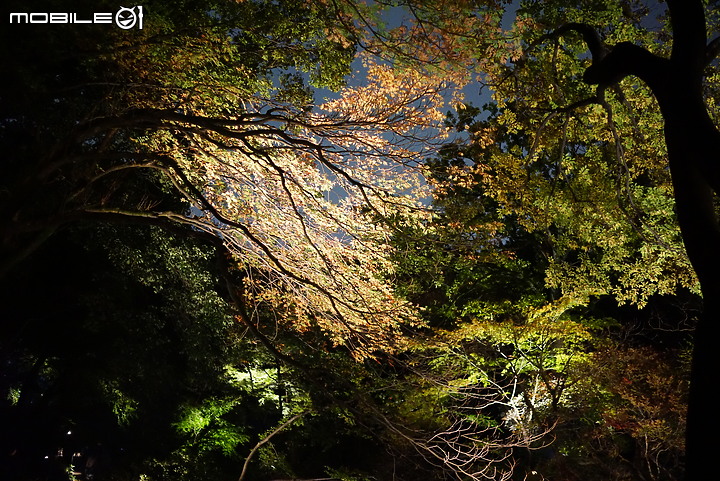 [a7R & FE35] 重拾熱情之一機一鏡輕旅行 - 東京 六義園夜楓 x 銀杏隨手拍