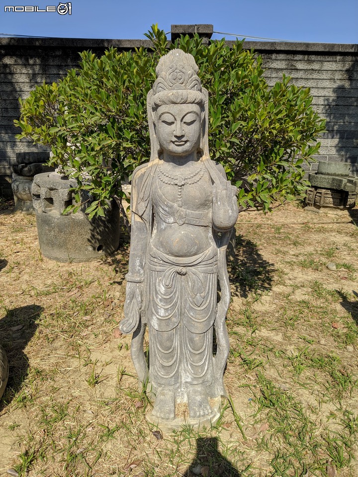 百日菊+落羽松 台南市仁德區奇美博物館 12/01