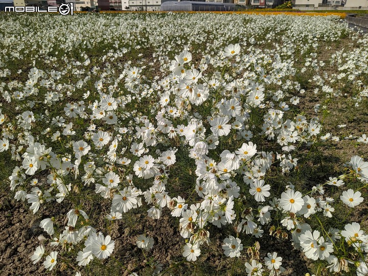 雞冠花田 嘉義市西區頭港里玉山路 11/30