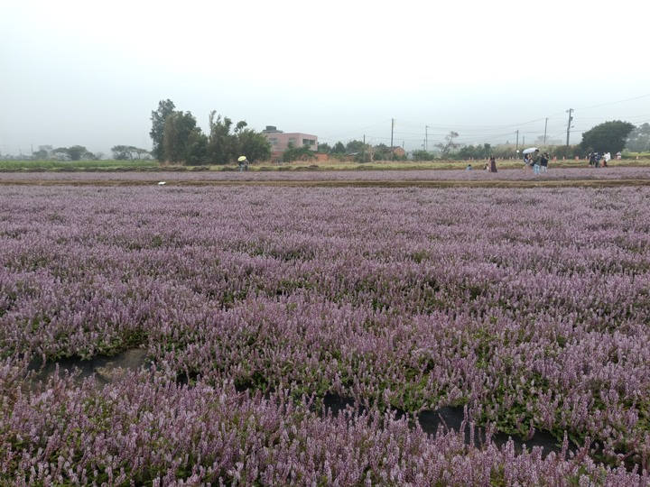 「花市/花海」2019楊梅仙草花節展期剩倒數5天唷！！開幕當天參觀的優缺點分享給你知道！
