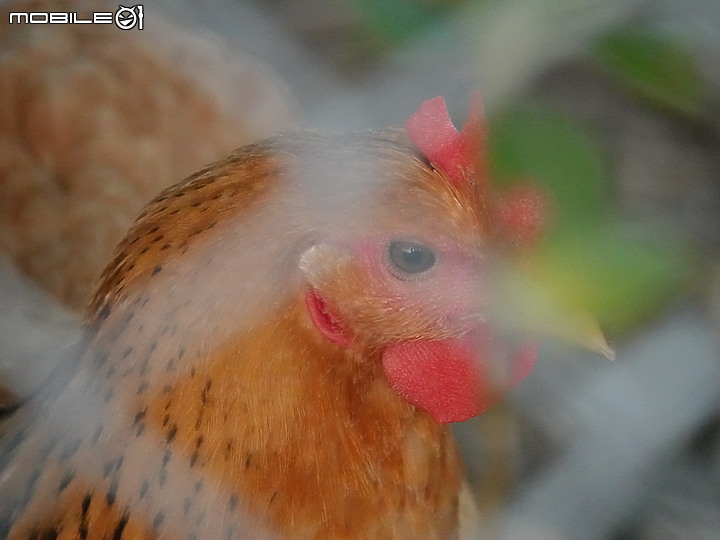 點我看大圖 十項全能-《SonyRX10M4野生動物攝影大賽》試用感想