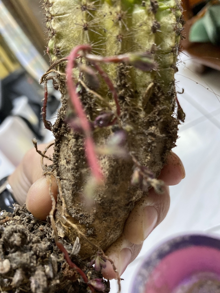 （分享）14年的八卦紅