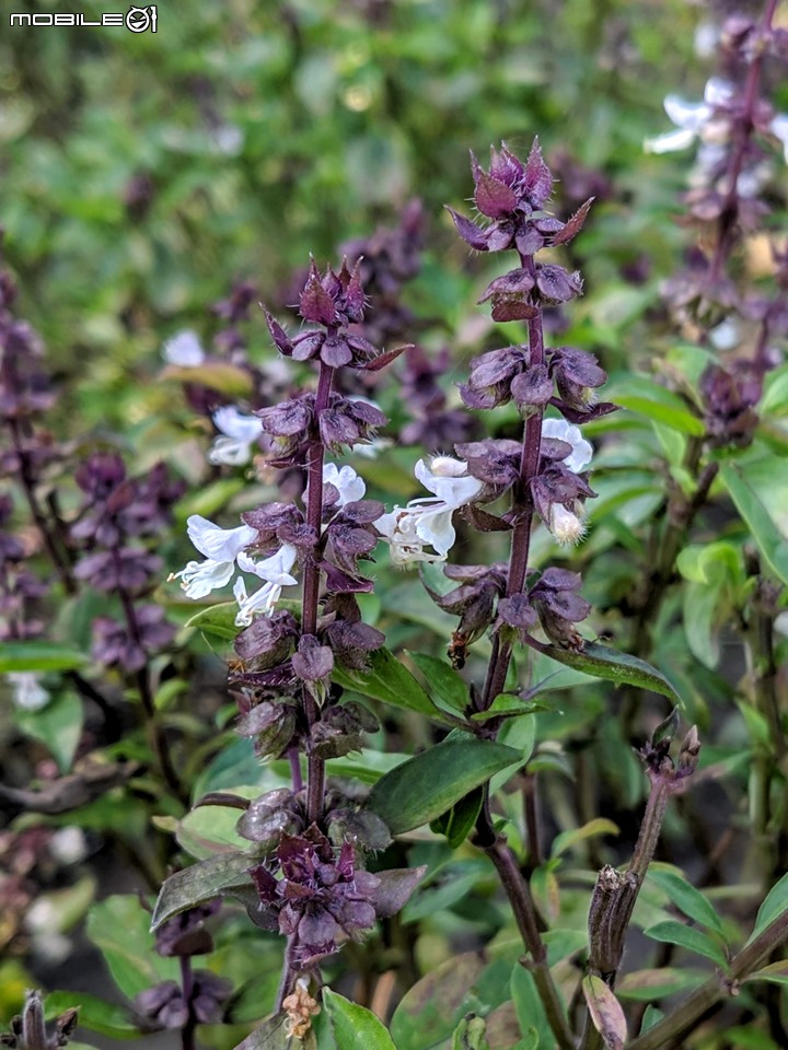 白雪木+薄荷 台南市東區後甲公園 12/08