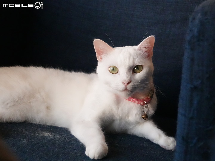 點我看大圖 十項全能-《SonyRX10M4野生動物攝影大賽》試用感想