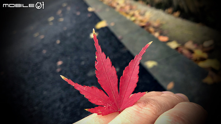 點我看大圖 秋醉金陵,再看南京