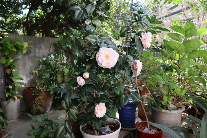茶花開花照分享,各位大大今年的茶花開得如何?