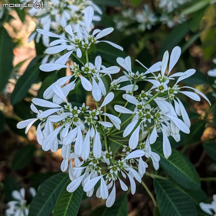 白雪木+薄荷 台南市東區後甲公園 12/08