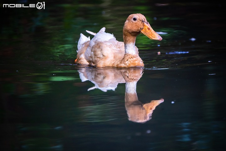 野生動物在我家 ∣ SONY RX 10 IV 體驗分享