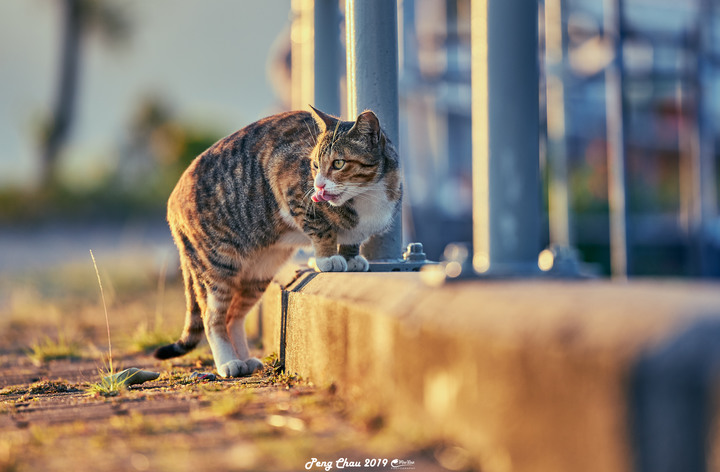 Canon RF 70-200mm f/2.8L IS USM 貓貓編