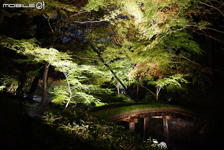 [a7R & FE35] 重拾熱情之一機一鏡輕旅行 - 東京 六義園夜楓 x 銀杏隨手拍
