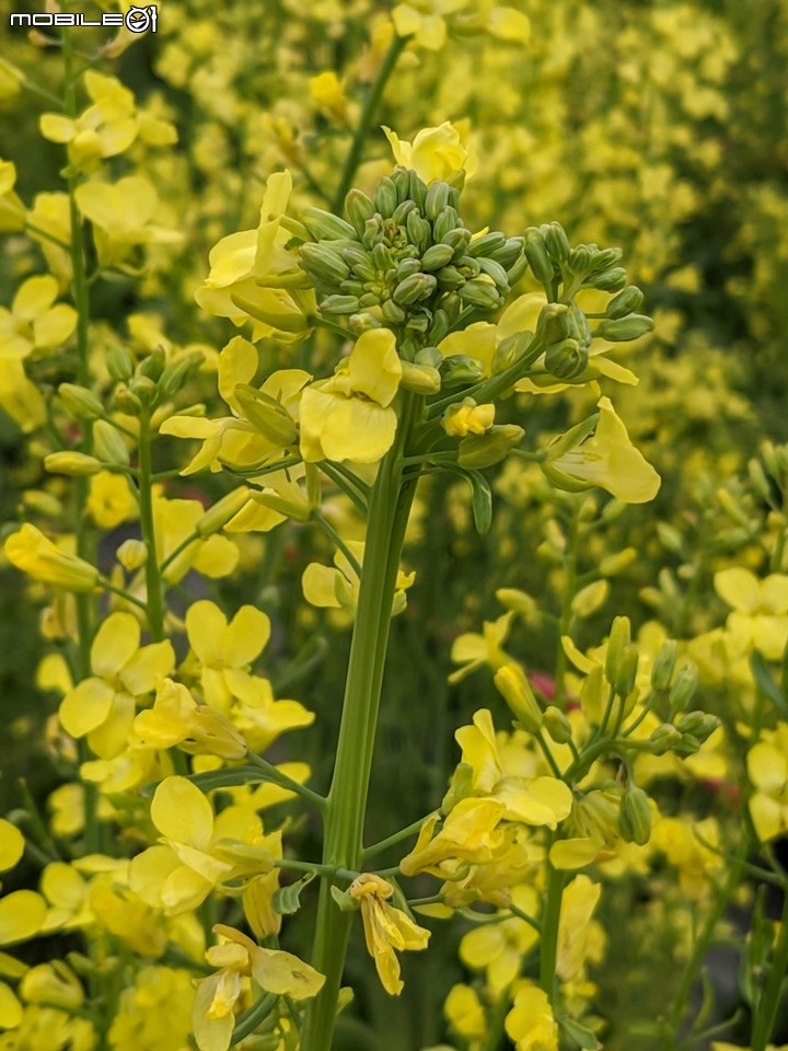 油菜花 台南市新市區港墘里台一線旁 12/28