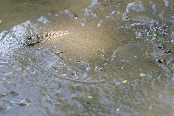 Fujinon XF200mm F2 蓋大樓