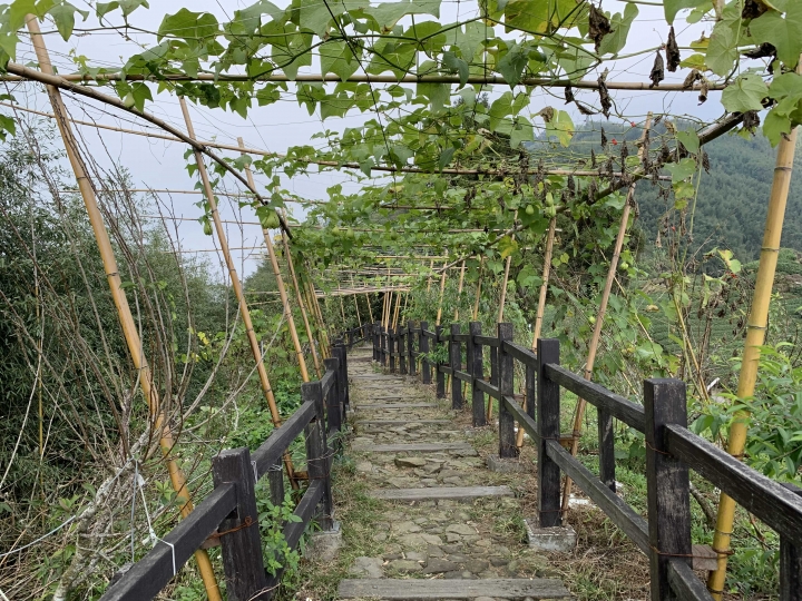 隙頂最有名旳二延平步道總共有幾階?