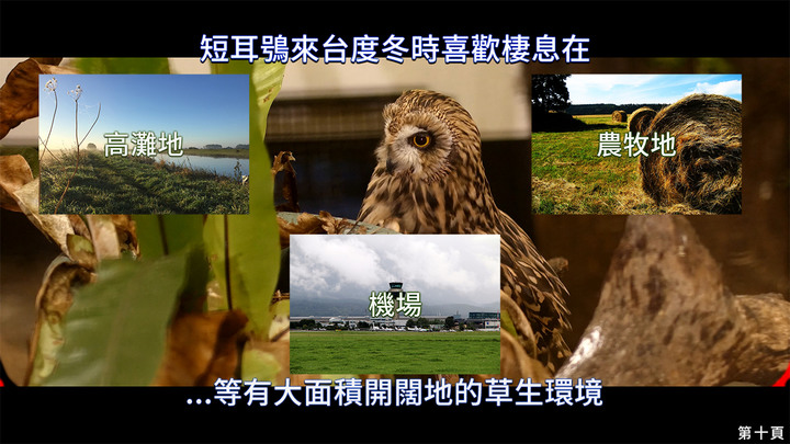 點我看大圖 介紹一種來台度冬的貓頭鷹 短耳鴞