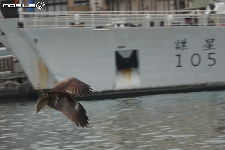 《Sony RX10 IV野生動物攝影大賽》試用活動-一次過程不完美卻是夢寐以求的攝影經驗