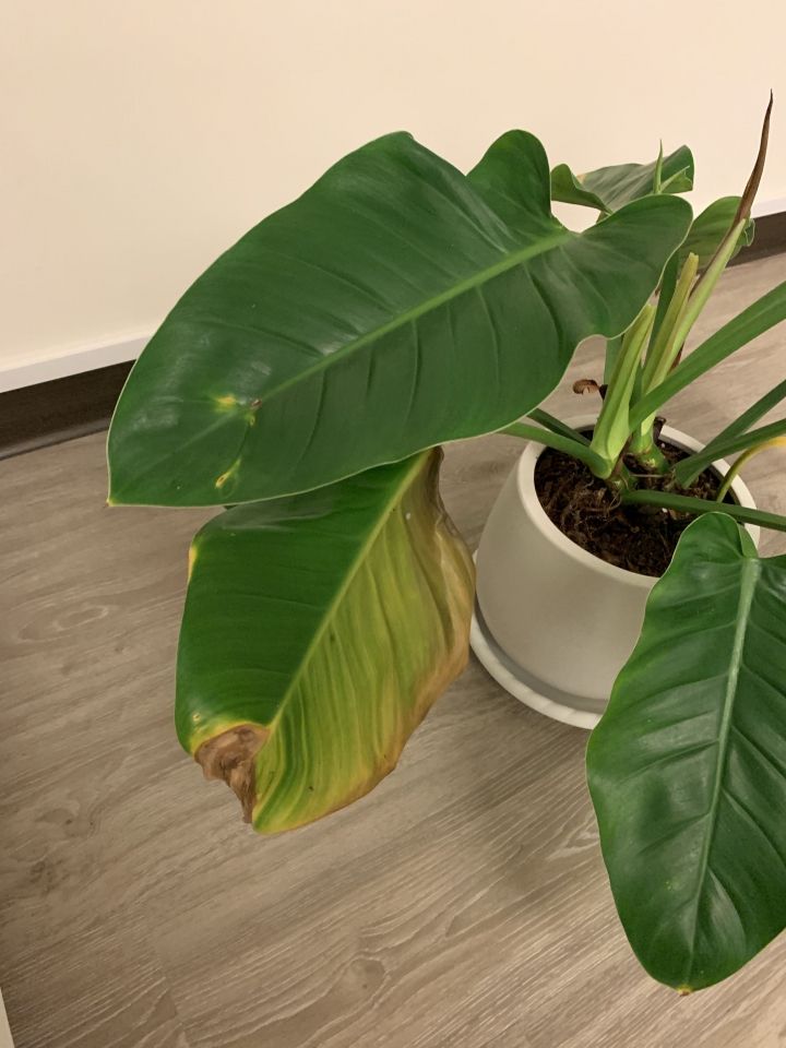 綠帝王葉子枯黃