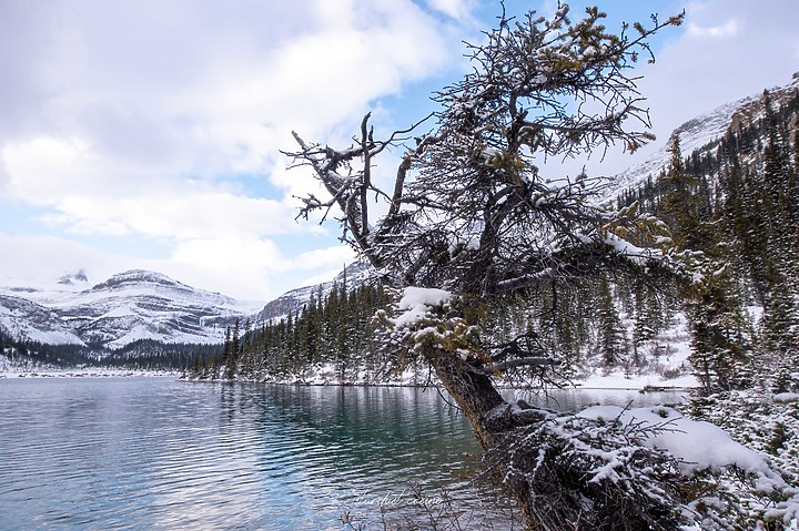 【班夫國家公園】Bow Lake 冰原大道旁探訪弓湖倒影之美 冬季裡的巨大白色沙漠