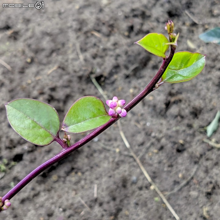 白雪木+薄荷 台南市東區後甲公園 12/08