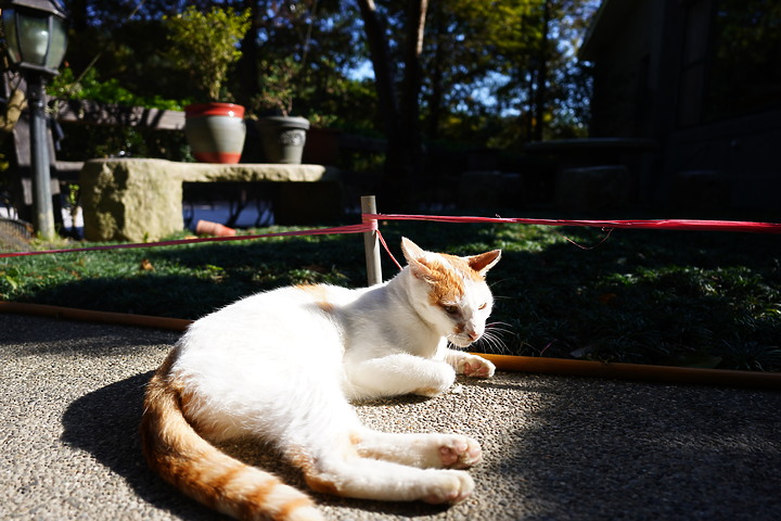 Tamron 24mm F/2.8 Di III OSD M1:2(Model F051)評測報告|廣角微距 輕巧便攜!