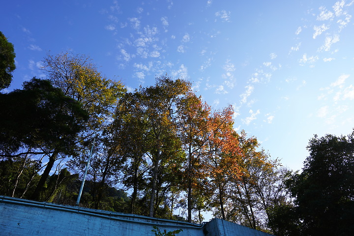 Tamron 24mm F/2.8 Di III OSD M1:2(Model F051)評測報告|廣角微距 輕巧便攜!