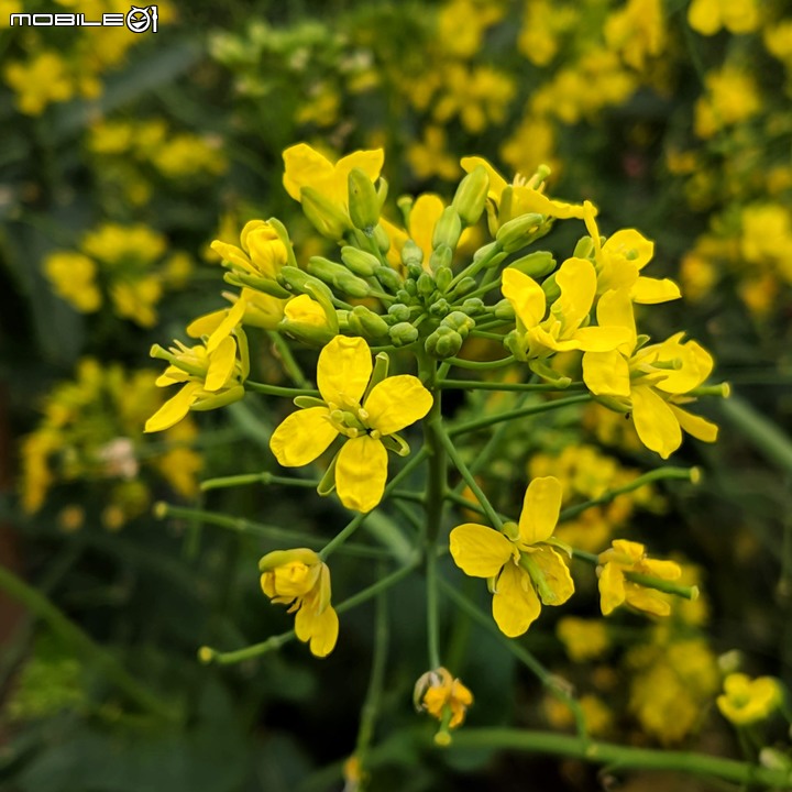 油菜花 台南市新市區港墘里台一線旁 12/28