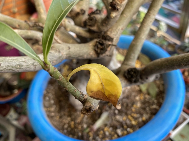沙漠玫瑰黃葉