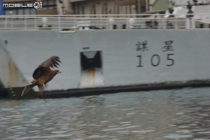 《Sony RX10 IV野生動物攝影大賽》試用活動-一次過程不完美卻是夢寐以求的攝影經驗