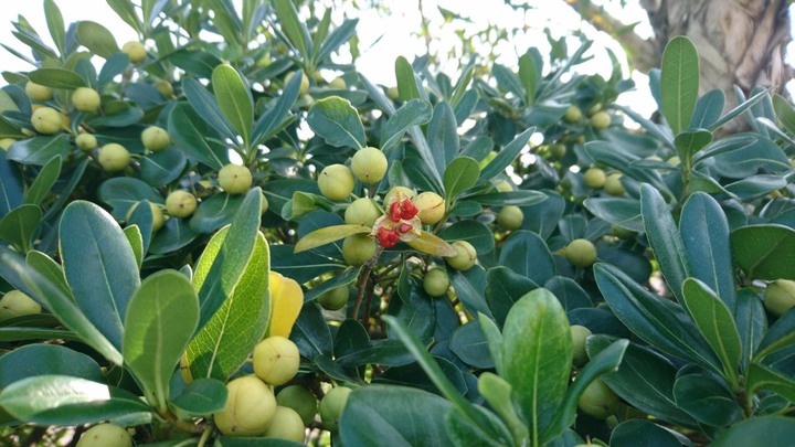 請問這是什麼植物(果子裂開裡面紅紅的)