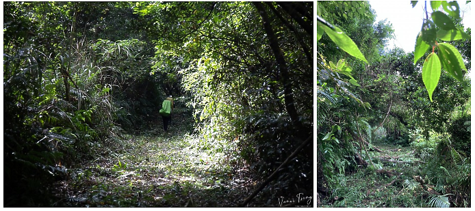 【樟之細路】(左線)出雲古道-十分崠茶亭,原始森林、山嵐美景相伴 (上)