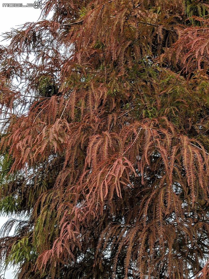 落羽松 台南市六甲區菁埔埤 12/20