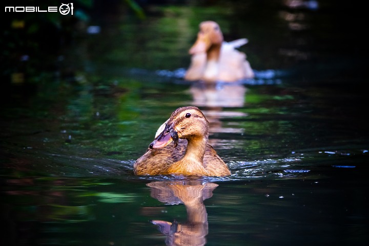 野生動物在我家 ∣ SONY RX 10 IV 體驗分享