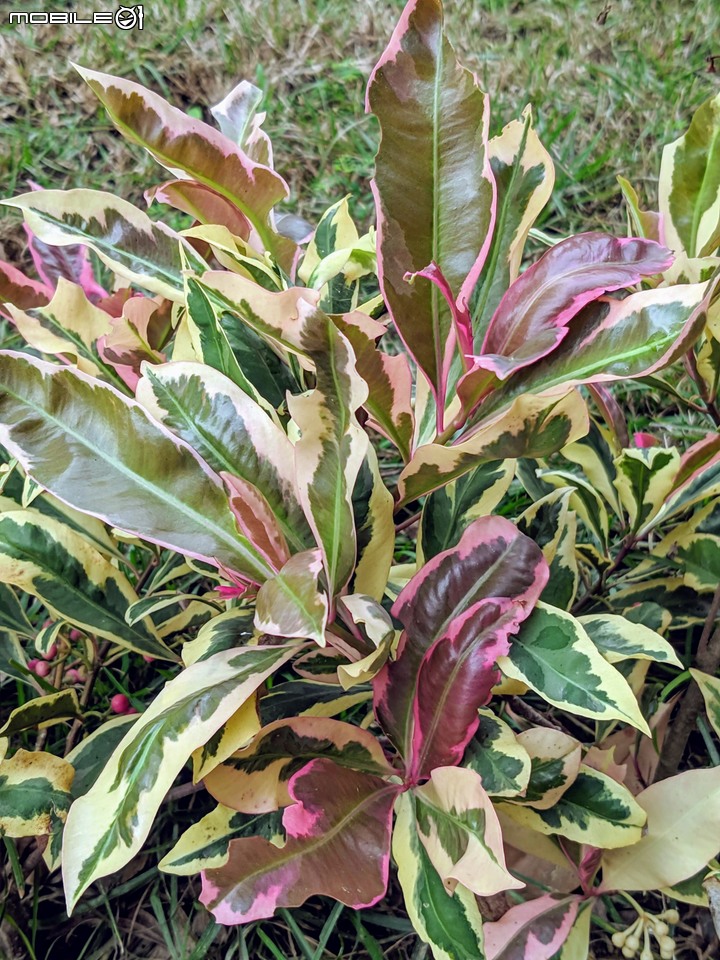 皮孫木(黏鳥樹) 嘉義市西區埤子頭植物園 12/21