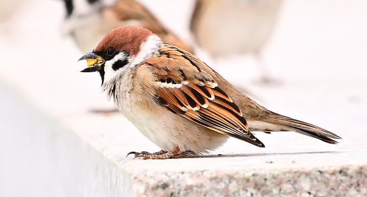 點我看大圖 Z50+200-500mm恆春鳥族8號太空站拍鳥趣