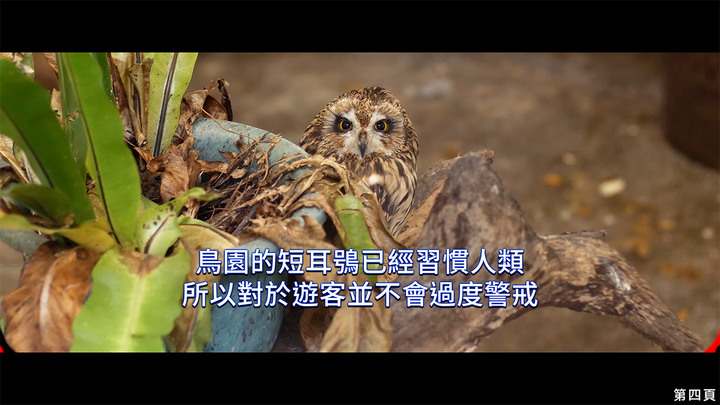 點我看大圖 介紹一種來台度冬的貓頭鷹 短耳鴞