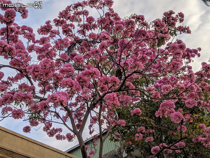 紅花風鈴木 台南市歸仁區歸仁美學館 12/25