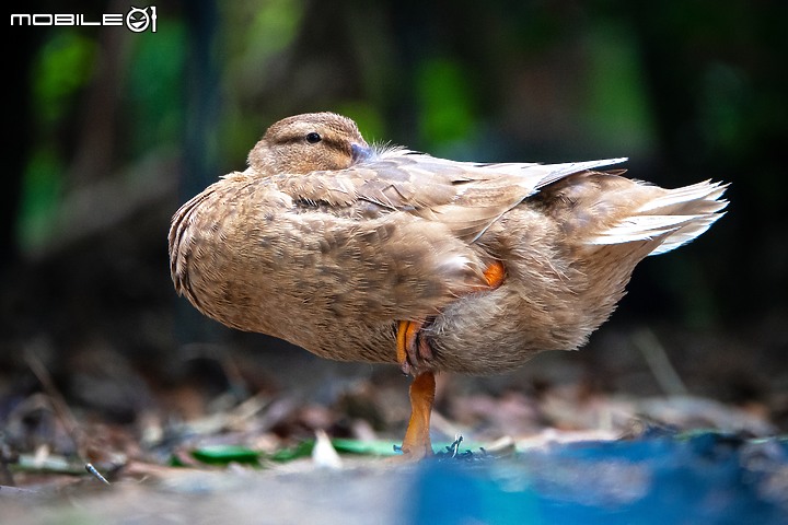 野生動物在我家 ∣ SONY RX 10 IV 體驗分享