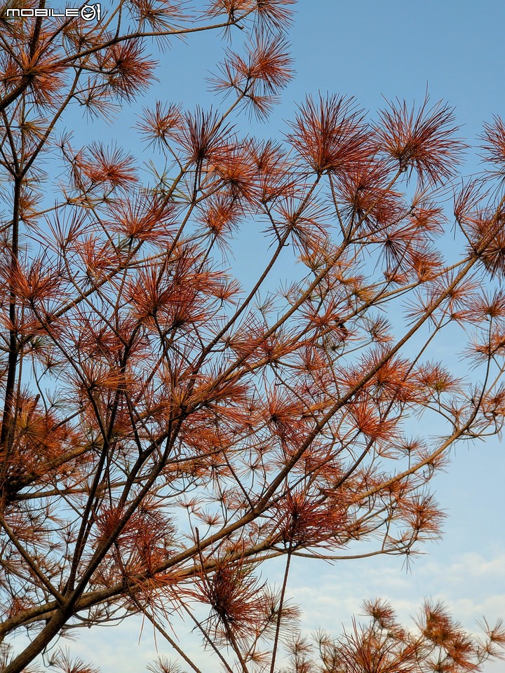 五葉松 嘉義市西區香湖公園 11/21
