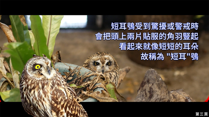 點我看大圖 介紹一種來台度冬的貓頭鷹 短耳鴞