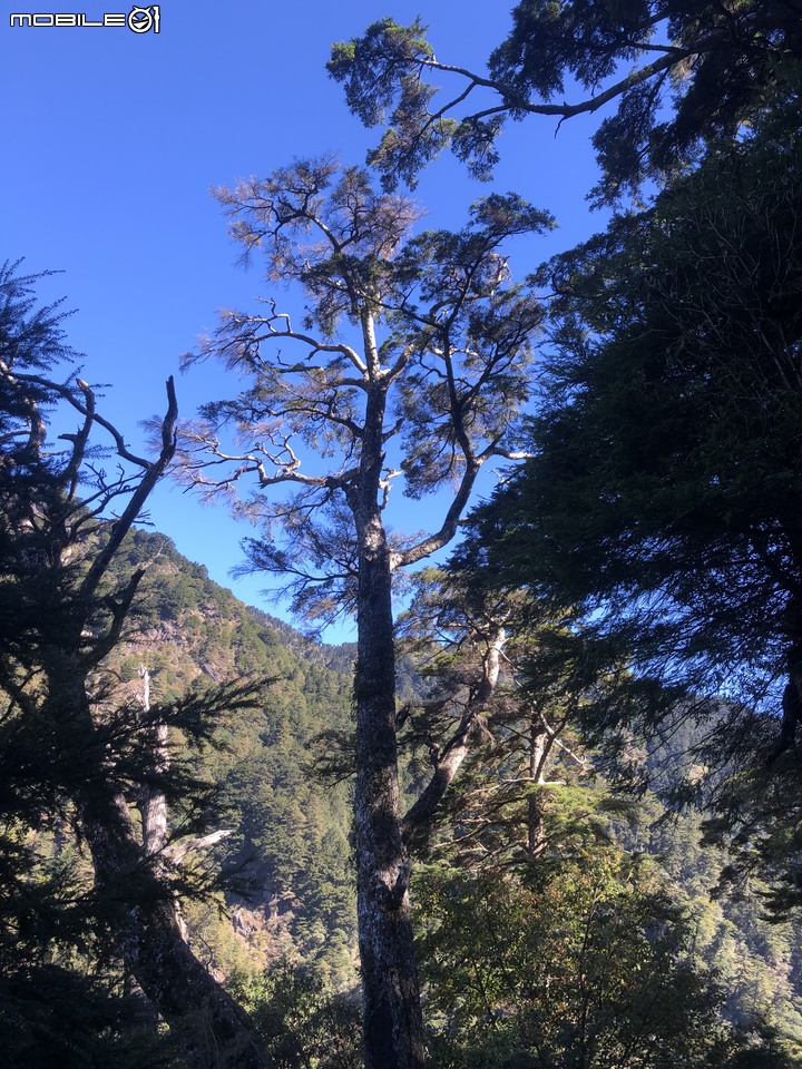 20191130 MTB 梨山+華崗+合歡溪林道