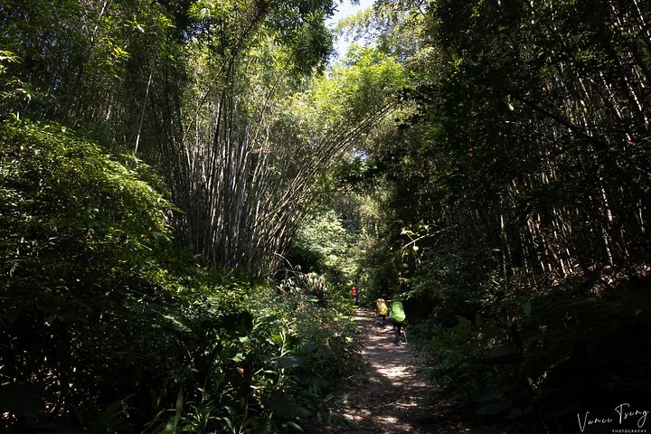 【樟之細路】(左線)出雲古道-十分崠茶亭,原始森林、山嵐美景相伴 (上)