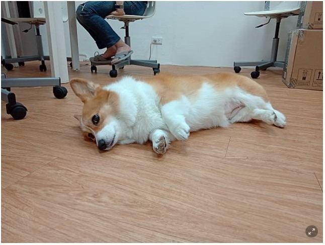 有人跟我一樣喜歡短腿柯基嗎?