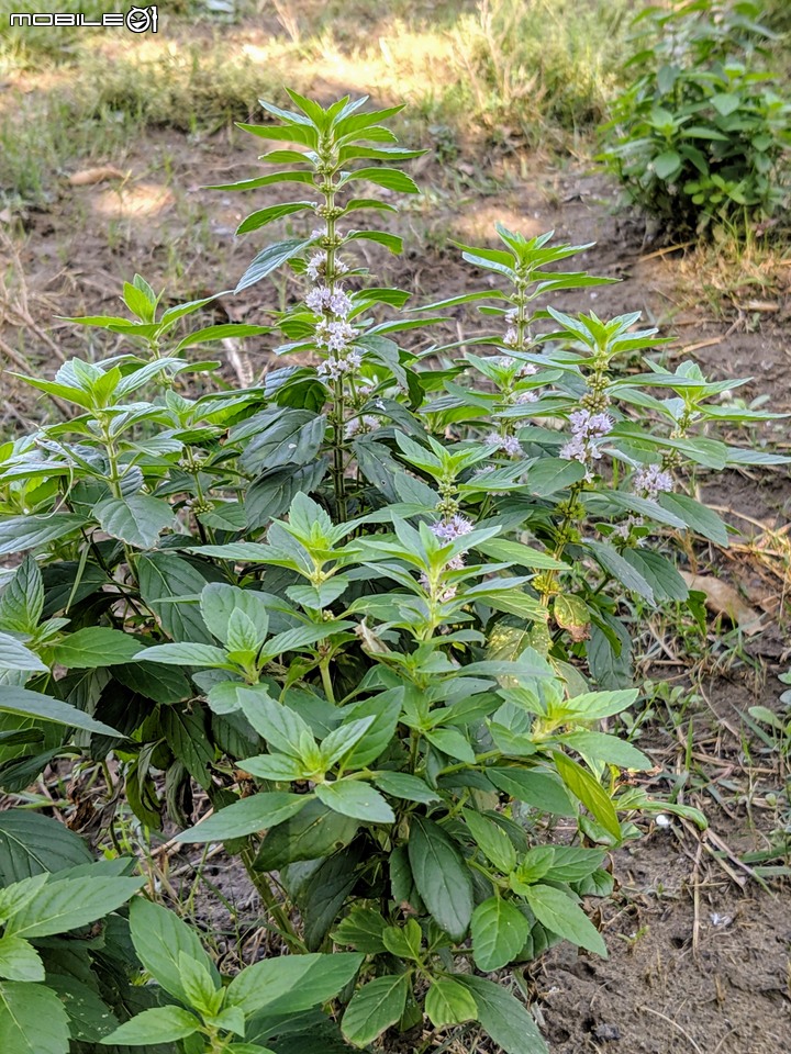 白雪木+薄荷 台南市東區後甲公園 12/08