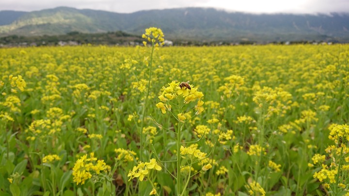 點我看大圖
