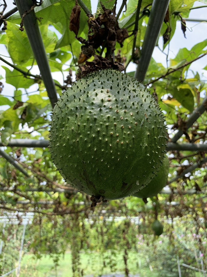 這是什麼果實