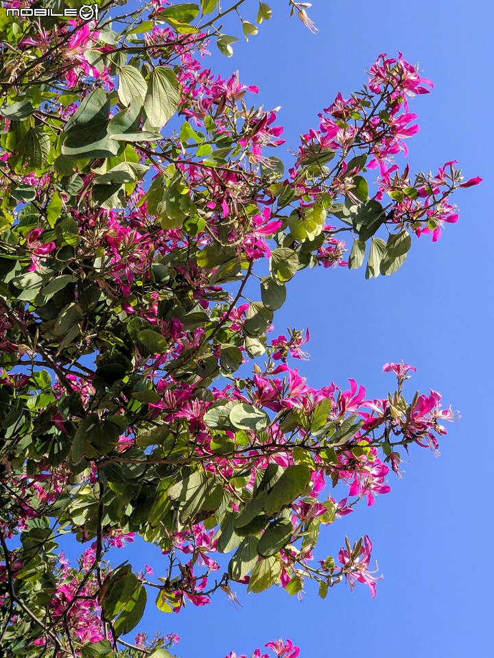 艷紫荊 台南市安平區林默娘公園 12/08