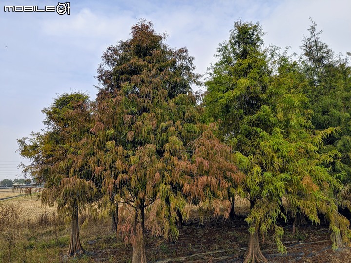 落羽松 台南市六甲區菁埔埤 12/20