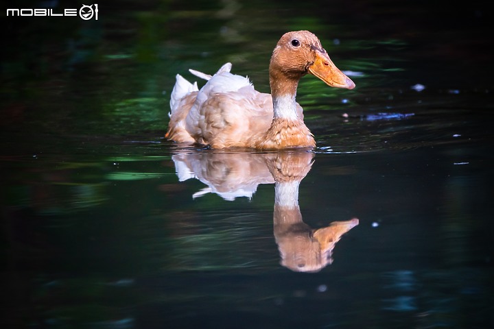 野生動物在我家 ∣ SONY RX 10 IV 體驗分享