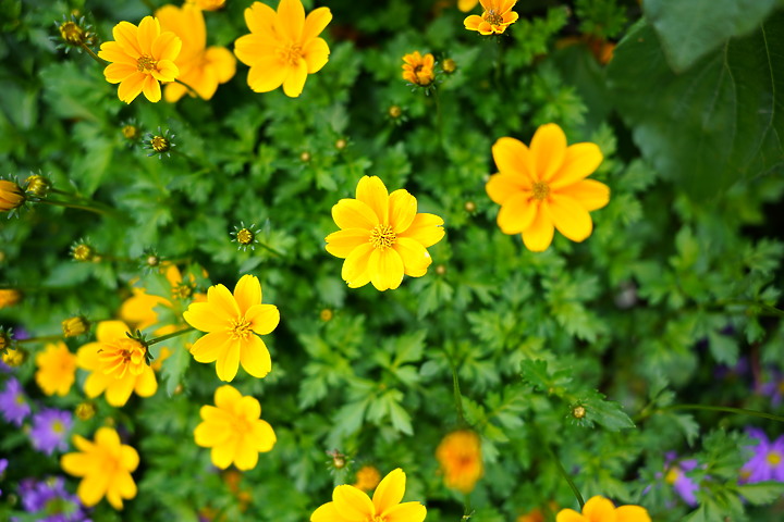 Tamron 24mm F/2.8 Di III OSD M1:2(Model F051)評測報告|廣角微距 輕巧便攜!
