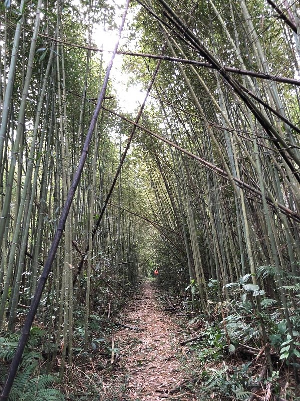 【樟之細路】(左線)出雲古道-十分崠茶亭,原始森林、山嵐美景相伴 (上)