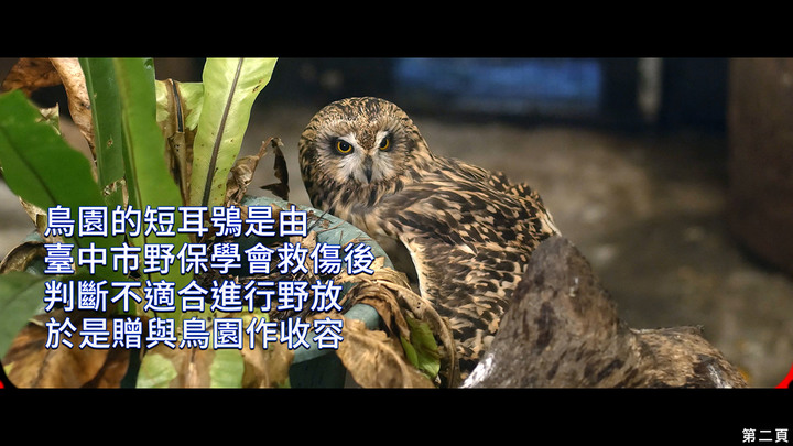 點我看大圖 介紹一種來台度冬的貓頭鷹 短耳鴞
